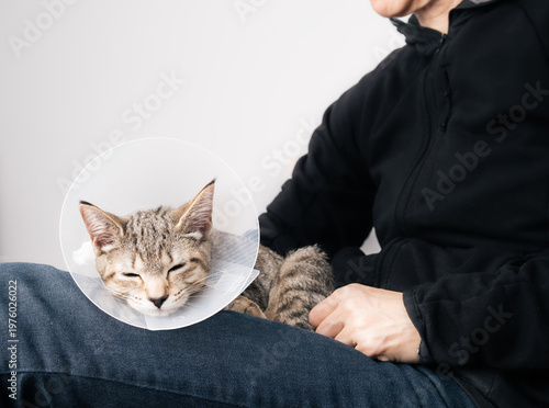 Cat with cone sleeping on owner. Exhausted kitty cat wearing e-collar after spay surgery. Pet recovery and post surgery spay healing. 5 months old female tabby cat. Selective focus.
