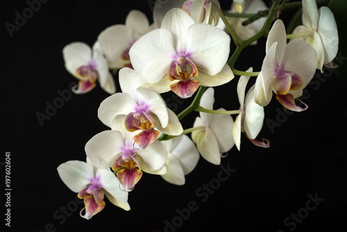 Phalaenopsis aphrodite flowering on a dark background