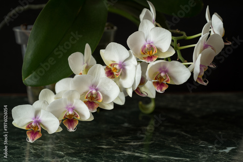 Phalaenopsis aphrodite flowering on a dark marble table