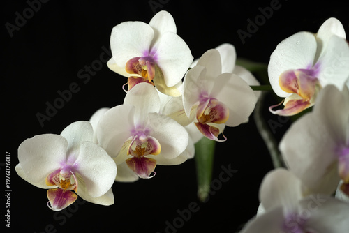 flowers with water drops on a branch of Phalaenopsis Aphrodite