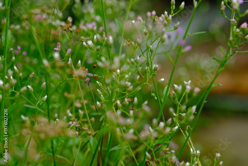 Cyanthillium cinereum (also known as little ironweed and poovamkurunnal or poovamkurunnila in Malayalam, and monara kudumbiya in Sinhalese) is a species of perennial plant in the sunflower family.