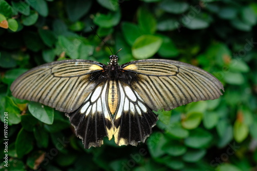 The pastor butterfly is a type of butterfly in the Papilionidae family. It is widespread in southern Asia, from the Indian subcontinent through Southeast Asia to southern Japan. Blurred image.