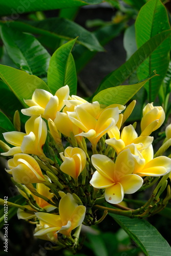 Plumeria acuminata. Yellow Balinese frangipani flowers bloom on the branches.
