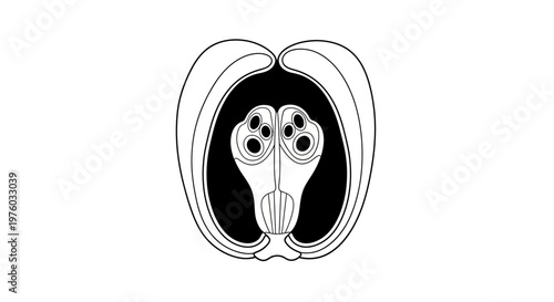 Detailed illustration of plant reproductive structure in cross-section.