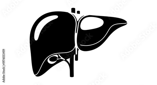 Human Liver Anatomy Medical Illustration
