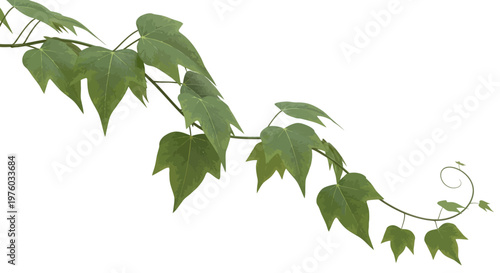 Green ivy vine illustration with fresh leaves isolated on white background