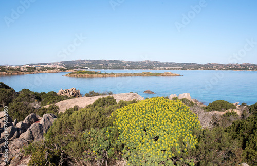 Caprera, Cala Garibaldi, isola degli Italiani, in primo piano euforbia