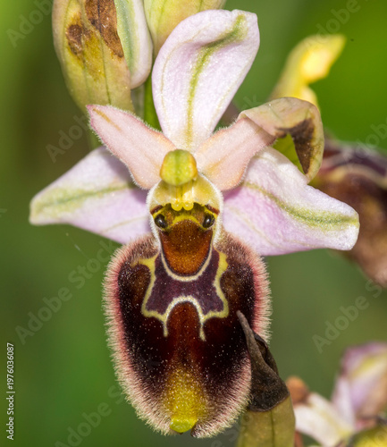 Ophrys exaltata Ten. subsp. morisii (Martelli) Del Prete