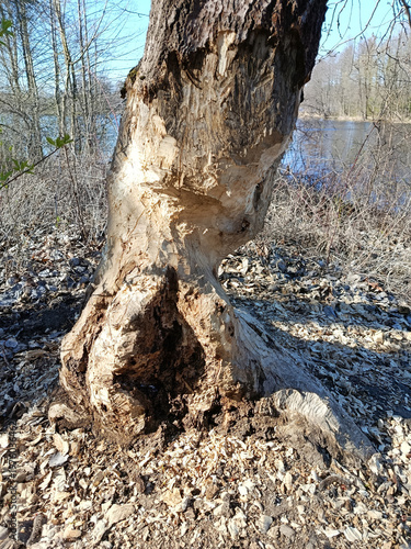 A tree trunk that was gnawed by a beaver.