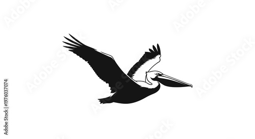 Silhouette of a pelican in flight against a white background