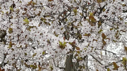 White flowers of a flowering tree with young green and brown leaves on the branches