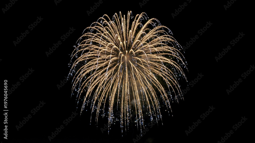 Obraz premium Golden chrysanthemum firework burst against black night sky