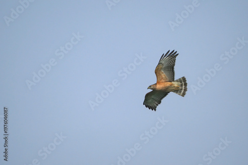 Fotografi Red shouldered hawks inflight against a blue sky.