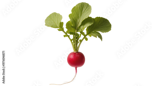 Konstfotografi Red Radish Root with Green Leafy Tops and Rootlets
