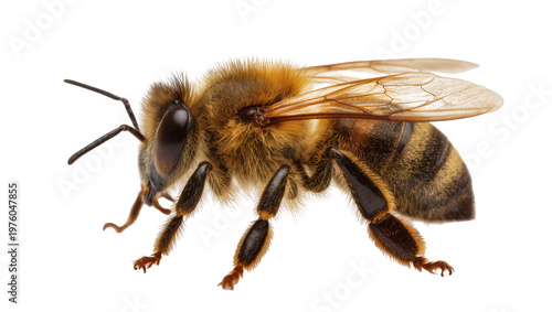 Tableau sur toile Brown Honeybee Close-up with Fuzzy Body and Delicate Wings