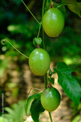 Unripe passion fruit. Yellow passion fruit (passiflora flavicarva) grows in the lowlands