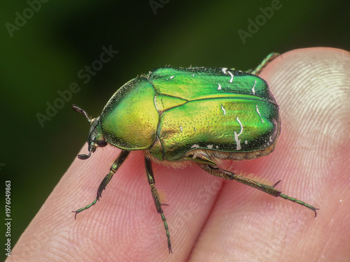 Картината върху платно Rose chafer