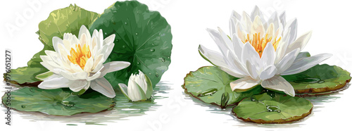 2 sets of white lotus flowers with green leaves on water, in clip art style, isolated on a white background