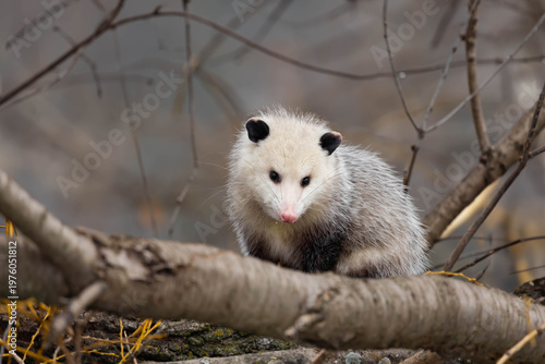 Cuadro en lienzo An opossum sitting on a fallen log in a forest