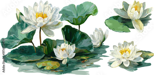 Set of white lotus flowers and green leaves with clipping paths.