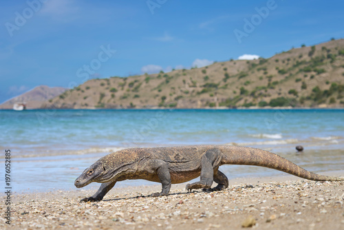 Komodo dragon searching for food along the beach of Komodo Island, moving confidently in its natural coastal habitat.