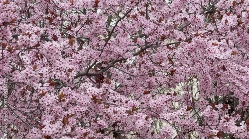 A dense bloom of pink ornamental plum with small flowers on the branches, creating the concept of spring awakening of nature.