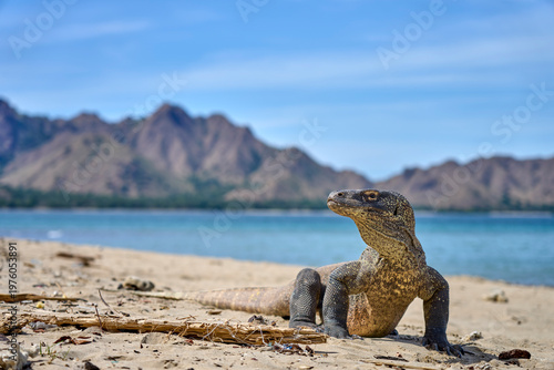 Komodo dragon searching for food along the beach of Komodo Island, moving confidently in its natural coastal habitat.