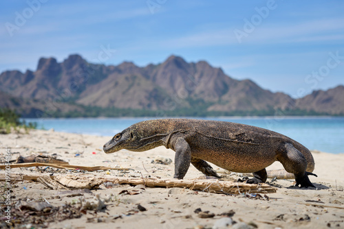 Komodo dragon searching for food along the beach of Komodo Island, moving confidently in its natural coastal habitat.