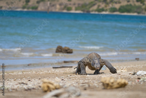 Komodo dragon searching for food along the beach of Komodo Island, moving confidently in its natural coastal habitat.