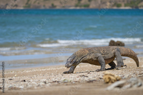 Komodo dragon searching for food along the beach of Komodo Island, moving confidently in its natural coastal habitat.