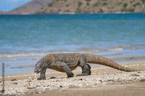 Komodo dragon searching for food along the beach of Komodo Island, moving confidently in its natural coastal habitat.
