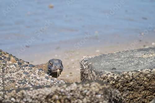 Komodo dragon searching for food along the beach of Komodo Island, moving confidently in its natural coastal habitat.