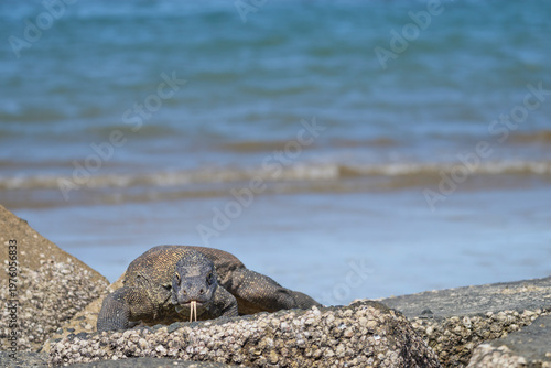 Komodo dragon searching for food along the beach of Komodo Island, moving confidently in its natural coastal habitat.