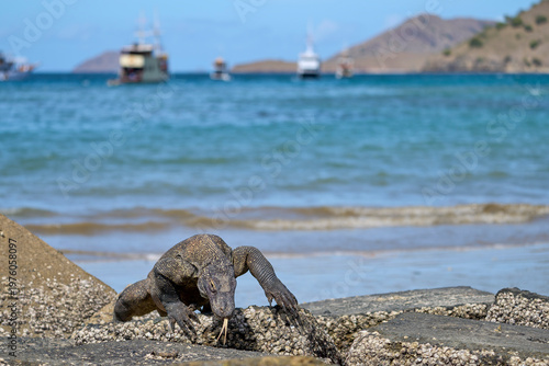 Komodo dragon searching for food along the beach of Komodo Island, moving confidently in its natural coastal habitat.