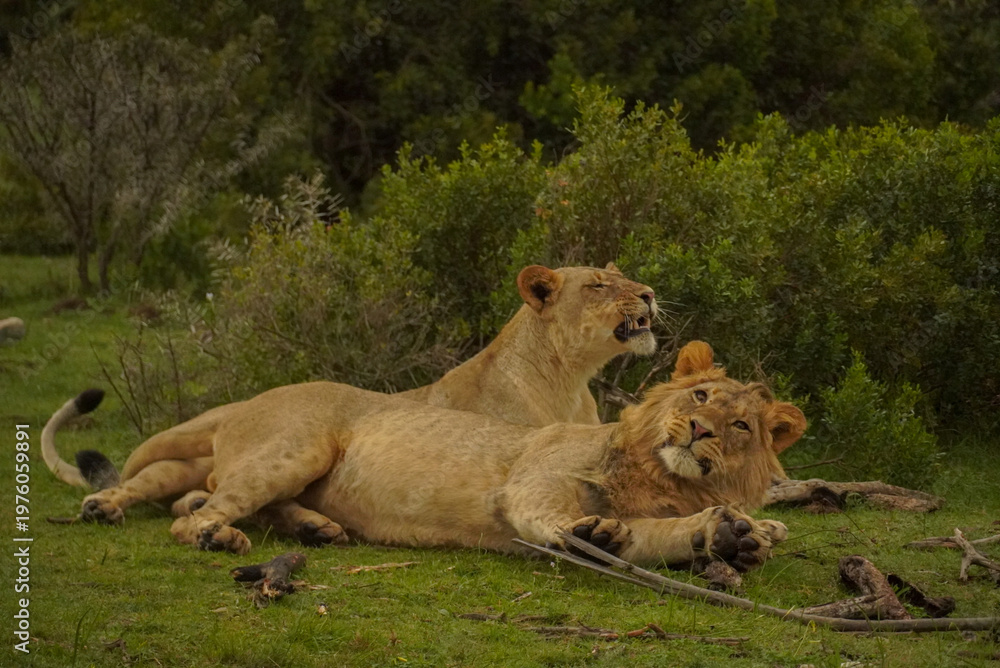 Fototapeta premium Lion and lioness resting together in Gondwana Game Reserve