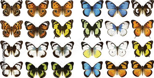 Butterfly collection set featuring colorful species, symmetrical wings, diverse patterns, and detailed insect illustrations in vibrant flat vector style