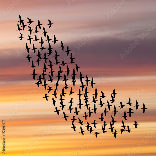 Fotografie A flock of birds flying in formation against a vibrant sunset sky