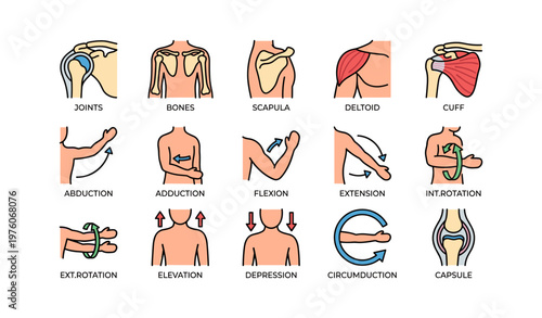 Human anatomy and movement: joints, bones, and muscle actions illustrated