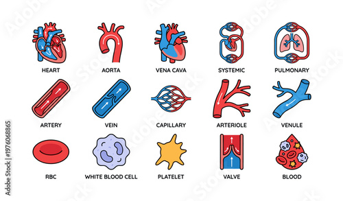 Colorful anatomical illustration of blood circulation and heart components