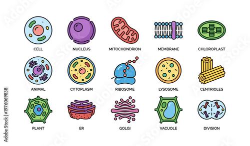 Illustration of different cell organelles with labels