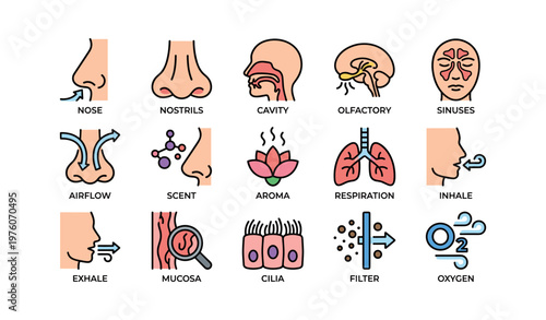 Human respiratory and olfactory system functions illustrated