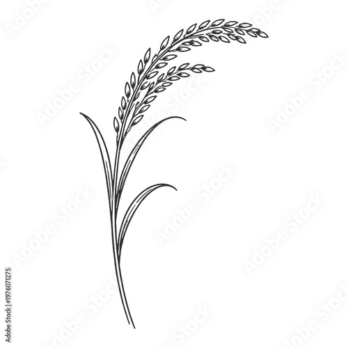 Single rice stalk vector illustration in minimal black and white line art botanical style isolated