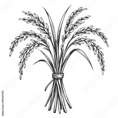 Rice sheaf bundle vector illustration in detailed line art style with black and white tied stalks