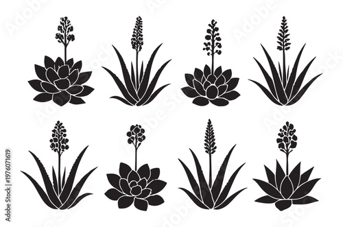 Black and white illustration of various succulent plant silhouettes