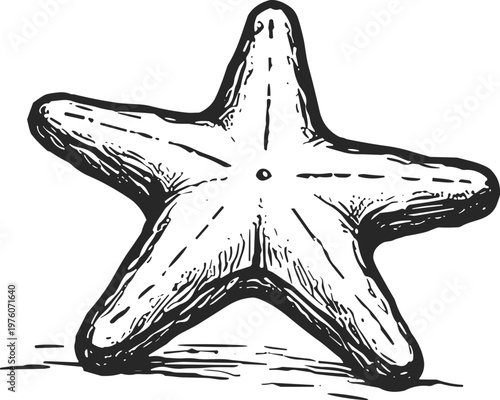 Detailed hand-drawn illustration of a five-pointed starfish on a white background