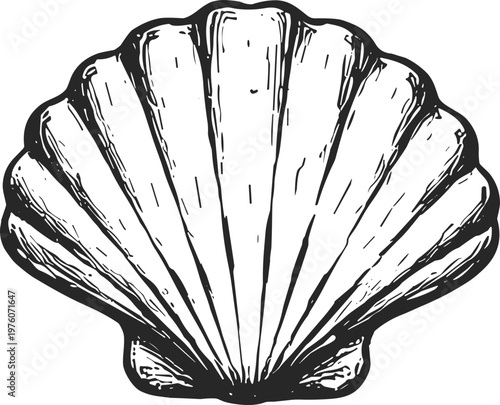 Detailed hand-drawn illustration of a scallop seashell on a white background