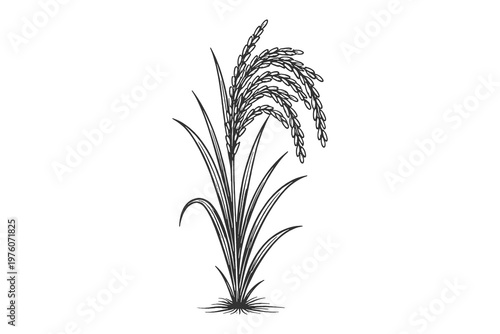 Small rice plant vector illustration in delicate line art style with black and white hanging grain