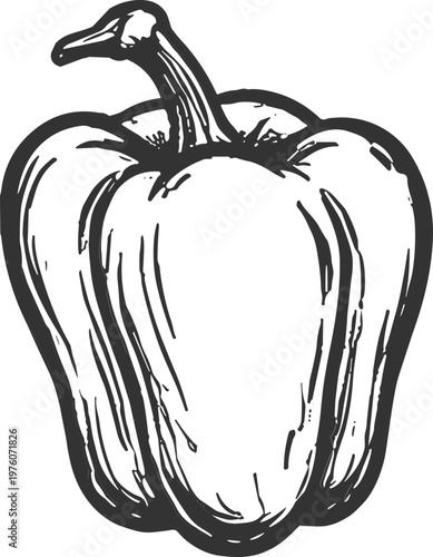 Hand-drawn illustration of a bell pepper in black and white