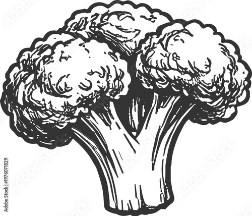 Hand drawn sketch of a fresh broccoli head with detailed florets and stem