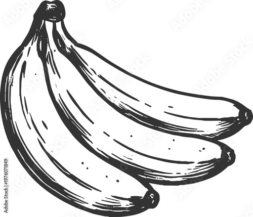 Hand-drawn sketch of a bunch of ripe bananas on a white background